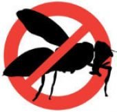 disinfestazioni-vespe_orig